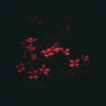 Peregrina Nighttime