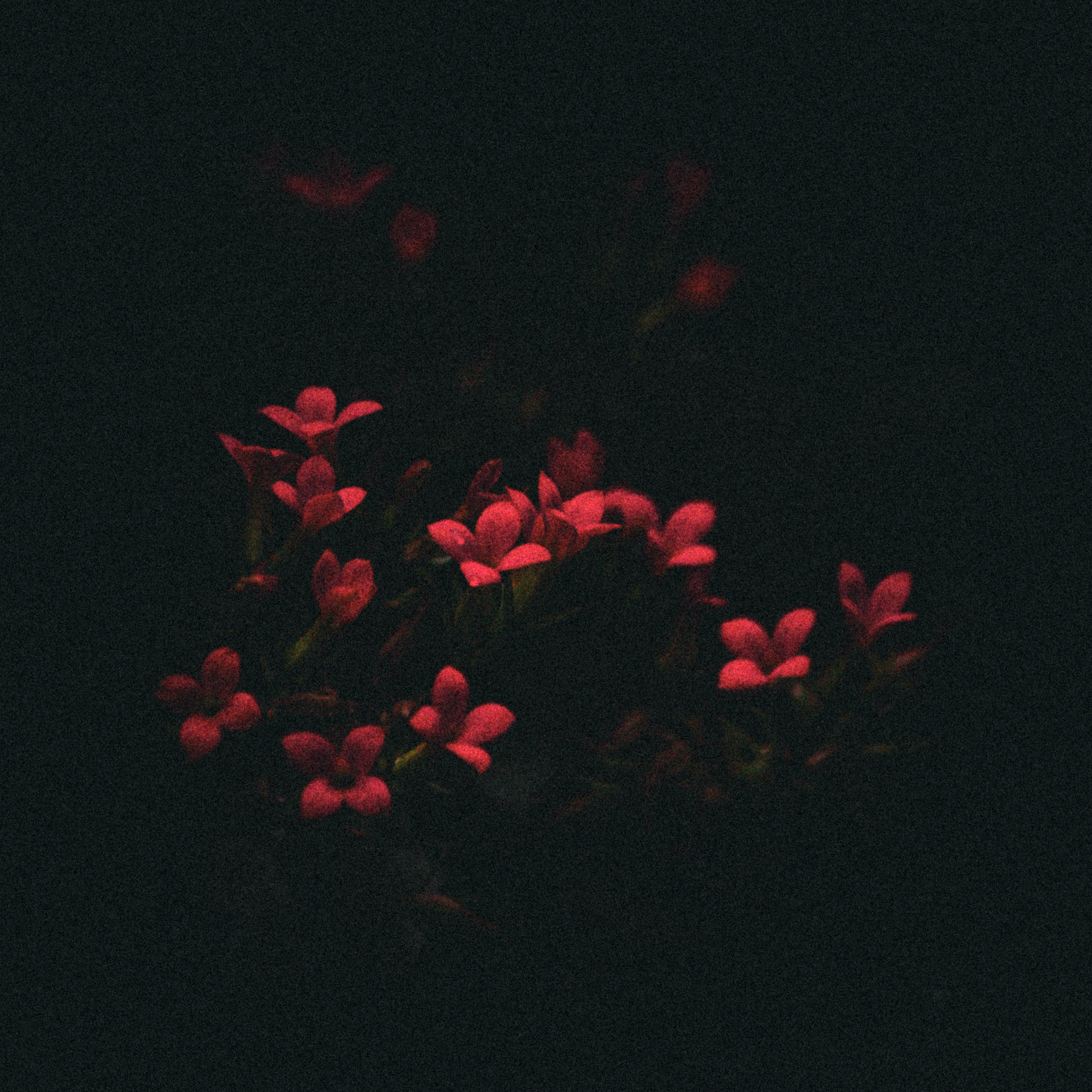 Peregrina Nighttime